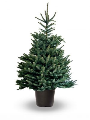 Image for Kerstbomen in pot